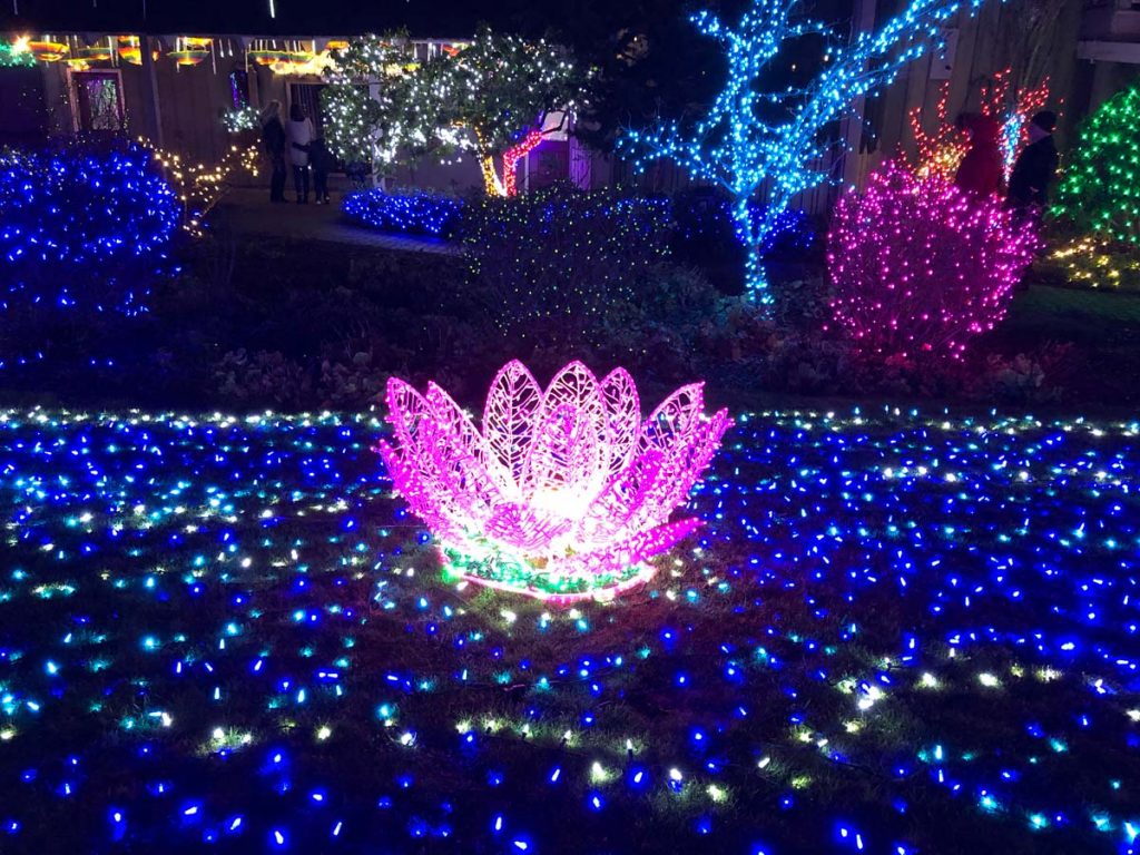 Christmas Light Water Lily