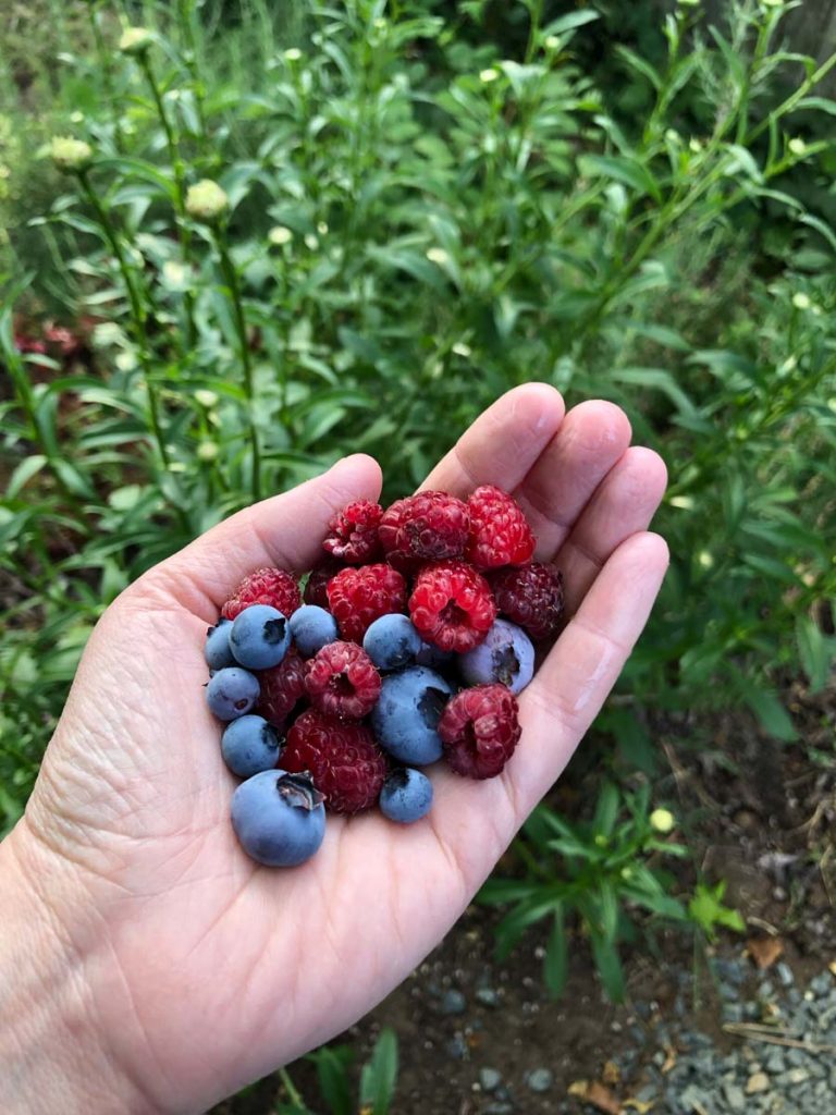 Handful of blueberries and raspberries