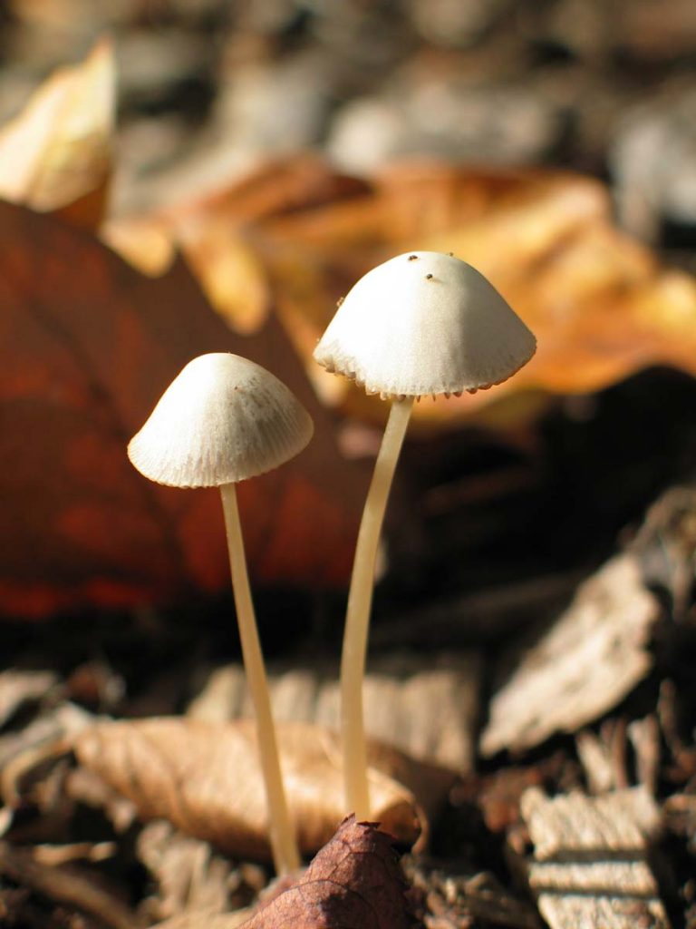 Two Tiny Toadstools