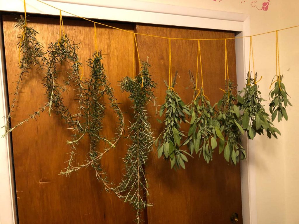 Rosemary and Sage hanging to dry