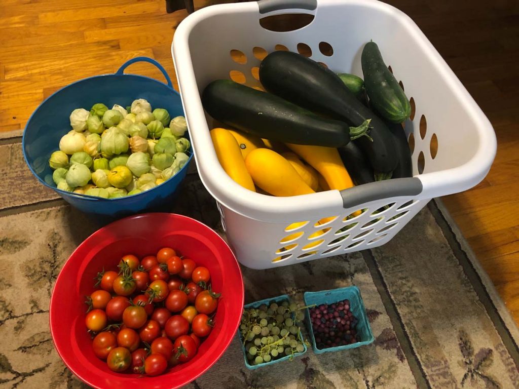 Zucchinis, Tomatillos, Tomatoes, Grapes and blueberries