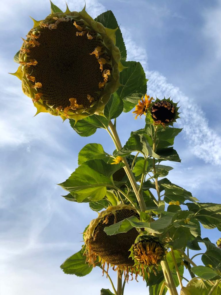 Drooping Sunflowers
