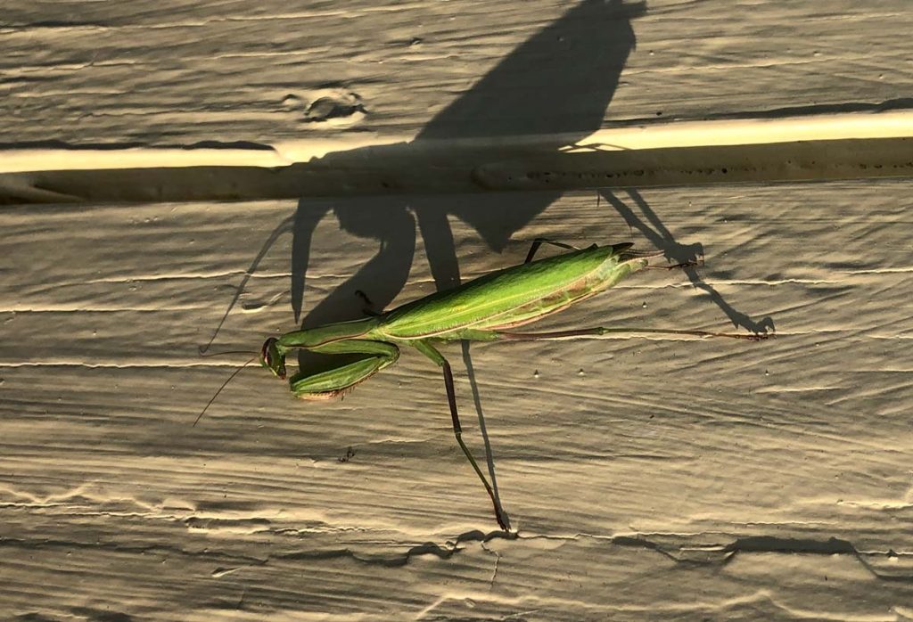Praying Mantis with long shadow