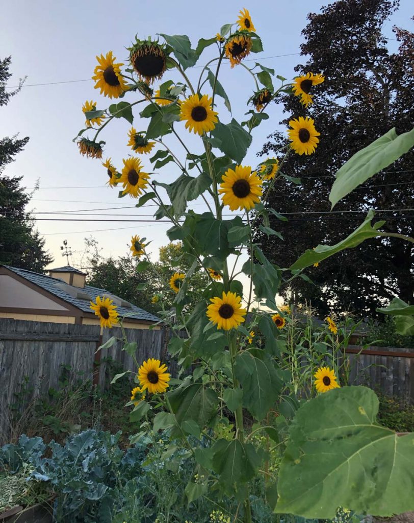 Many-Headed Sunflower