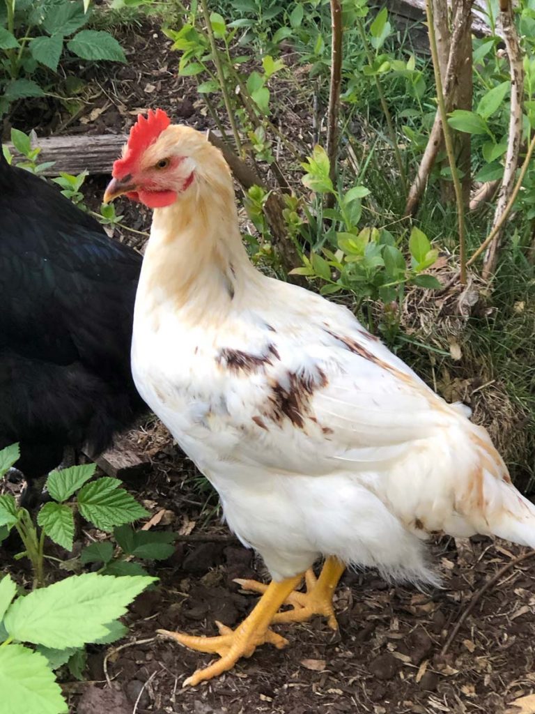 Adagio -- our small rooster