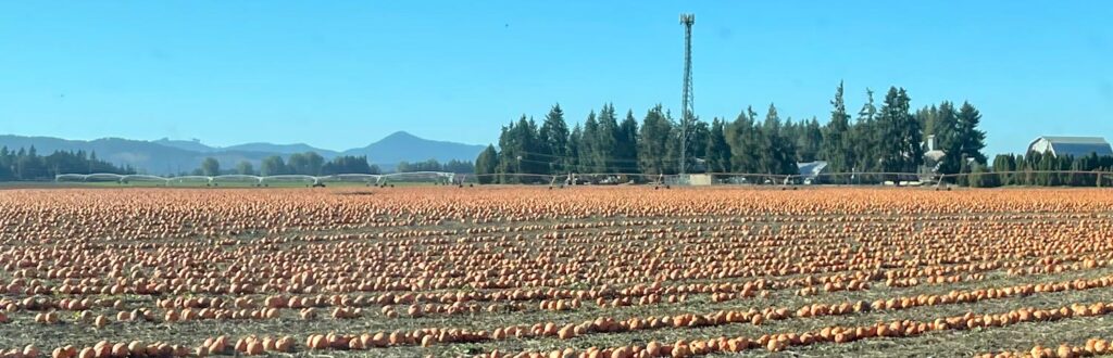 Farm field full of pumpkins